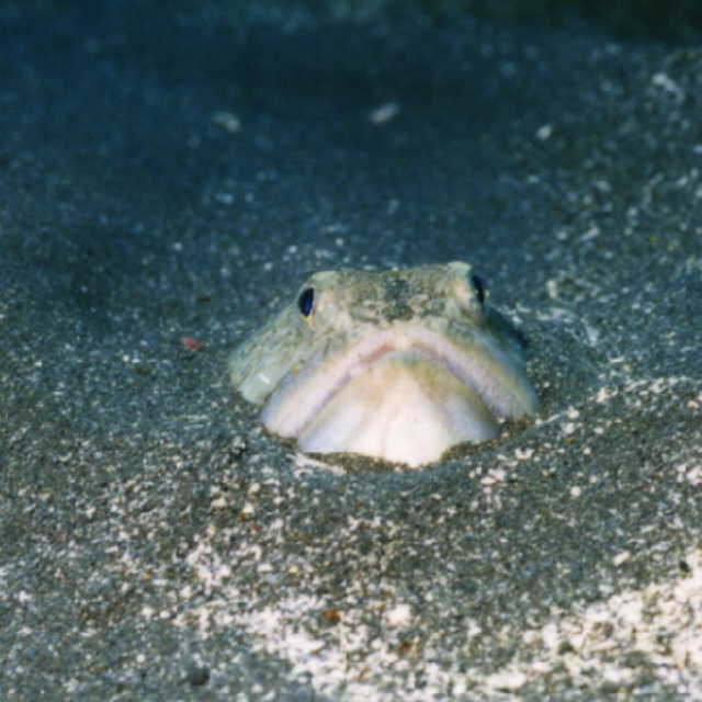 Trachinocephalus myops (Pesce serpente)